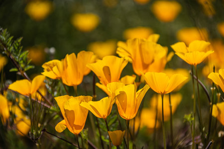 A close-up of yellow and orange Mexican poppy blooms in direct sunlight.の写真素材