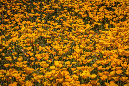 A carpet of yellow and orange Mexican Poppies in a field in direct sunlight.の写真素材