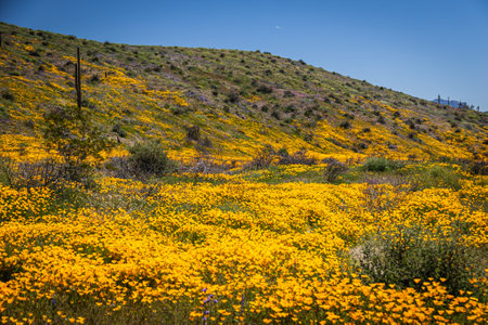 A valley full or yellow and orange Mexican poppies on a spring day in Arizonaの写真素材