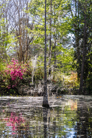 Low angle view over the water of a South Carolina swamp with tall trees rising and reflections on the water.の写真素材