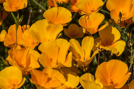 A close-up of yellow and orange Mexican poppy blooms in direct sunlight.の写真素材