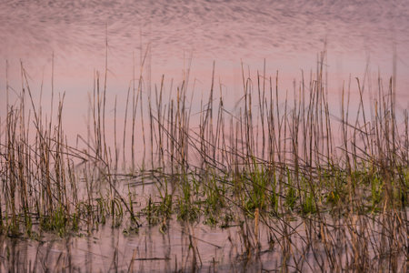 Long exposure of sea grass gentle swaying in the waves with the colors of evening reflecting in the waves on the surface.の写真素材