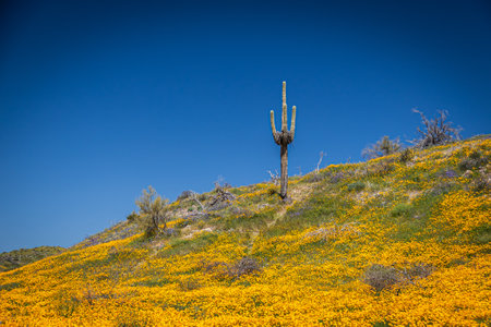 A saguaro cactus in a field of Mexican poppies on a bright sunny spring day with blue skies in Arizona.の写真素材