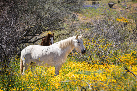A wild white mustang horse in a field on a spring day in Arizona.の写真素材
