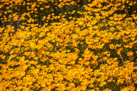 A carpet of yellow and orange Mexican Poppies in a field in direct sunlight.の写真素材