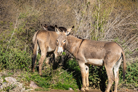 A burro in the dry landscape of the Sonoran Desert in Arizona.の写真素材