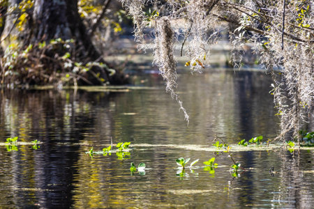 Low angle view over the water of a South Carolina swamp with vegetation in daylight.の写真素材