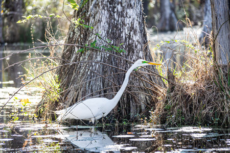 An Eastern Great Egret standing in a South Carolina swamp, in contrast with the woodland tones behind it.の写真素材