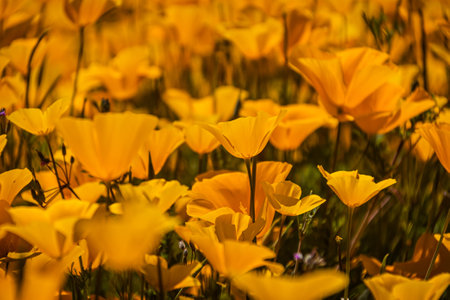 A close-up of yellow and orange Mexican poppy blooms in direct sunlight.の写真素材