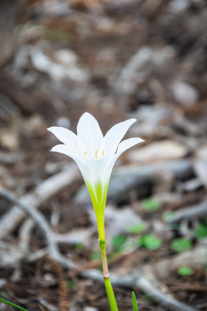 A lone white rain lily growing on the forest floor with a blurred background.の写真素材