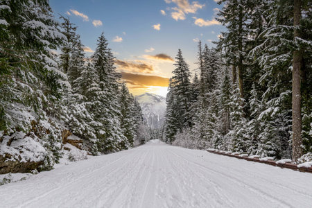 A snow covered road through a mountains pine forest with trees covered in snow.の写真素材
