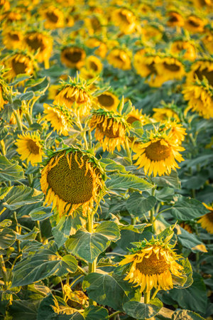 A field of blooming sunflowers in soft evening light.の写真素材