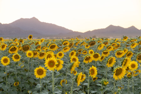 A field of blooming sunflowers with distant mountains in soft evening light.の写真素材