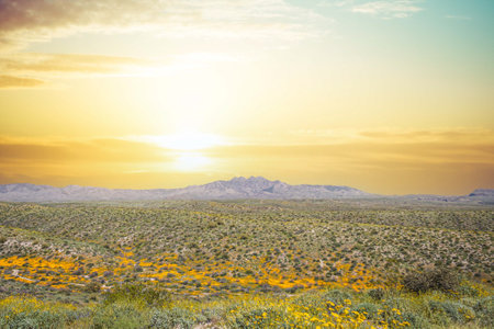 The four peaks mountain in Arizona with a valley full of yellow and orange Mexican poppies under clear blue sky on a sunny day.の写真素材