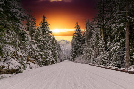 A snow covered road through a mountains pine forest with trees covered in snow.の写真素材