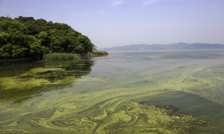 The polluted water of Taihu lake by cyanobacteria bloom in Jiangsu province of China.の写真素材