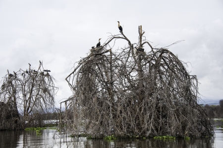 The naivasha lakeの写真素材