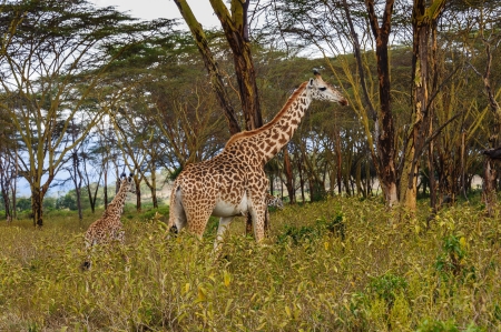The giraffe family in Hellの写真素材