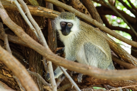 Cercopithecus Aethiops also known as Vervet monkey in southern Kenya sitting on tree 