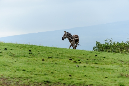 the beautful zebra in amboseli national park of Kenya.の写真素材
