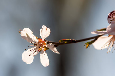 the peach flowers in summer palace of Beijing spring time.の写真素材