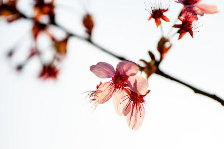 Beautiful flowering Japanese cherry - Sakura in spring time of Yuyuantan park, Beijing.の写真素材