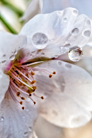 Beautiful flowering Japanese cherry - Sakura in spring time of Yuyuantan park, Beijing.の写真素材