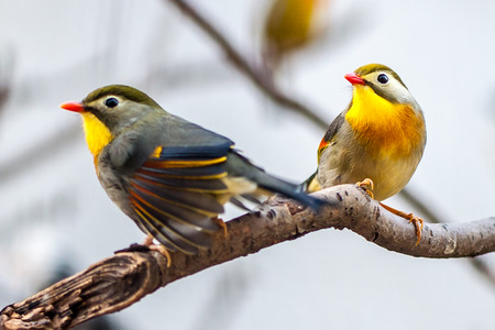 the Red-billed in the spring time on the mountain area of  suburb of Beijing の写真素材