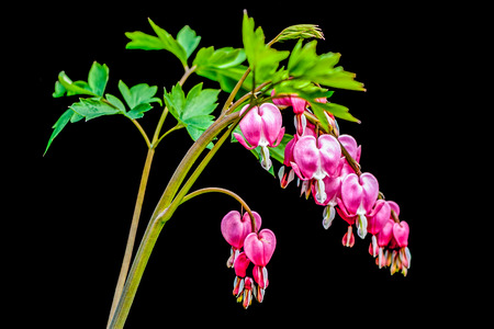The royal pink peonies under the morning sunshine in Jingshan park of Beijing.の写真素材