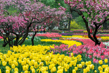 The colorful tulips in Beijing Botanical Garden.の写真素材