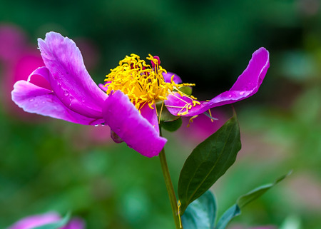 The  fresh pink peony after light rain in  Beijing Botanical Garden.の写真素材
