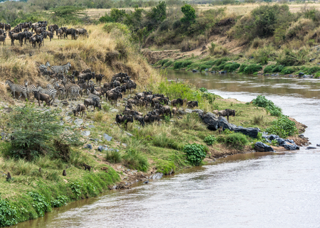 The Great Migration of wildebeests in Maasai Mara Safari of Kenya, Africa.の写真素材
