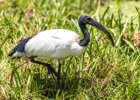 African sacred ibis on the grass in Amboseli National Park of Kenya, Africa.の写真素材