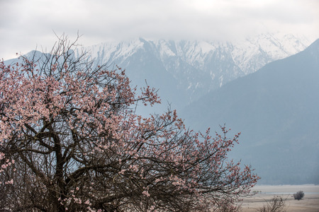 the wild tibetan peach blossoms with the snow mountain background in Linzhi, Tibet.の写真素材