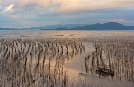 16 August 2016, the morning of the beautiful coastal intertidal zone of shajiang village in Xiapu county of Fujian province in where the fisherman cultivating kelp with the bamboo shelfs.の写真素材