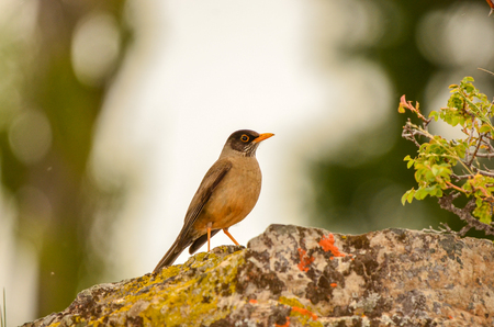 Brown bird (Black-breasted Thrush, Turdus dissimilis) female on the rock.の写真素材