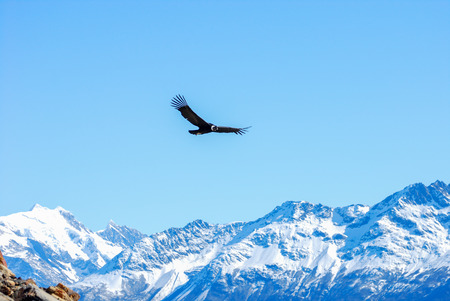 the condor  flying on the moreno glacier of the patagonia Argentina.の写真素材