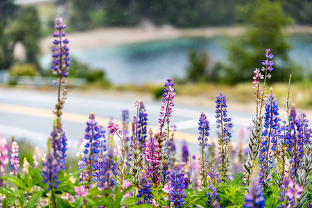 The famous National Route 40 or RN40, often called Ruta 40 with Lupines under the shower near...