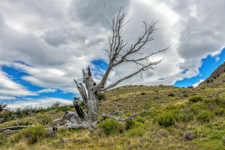 the died old tree in the mountain Patagonia, near EL Chalten, Argentina.の写真素材