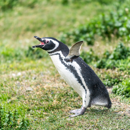 the Magellanic penguin on the Islands of Tierra del fuego (Islas de Tierra del Fuego), Patagonia, Argentina.の写真素材