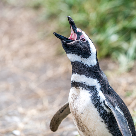 the Magellanic penguin on the Islands of Tierra del fuego (Islas de Tierra del Fuego), Patagonia, Argentina.の写真素材