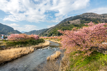 The yoshino cherry in bloom at Kawazuikadaba, Shizuoka Prefecture, Japan.の写真素材