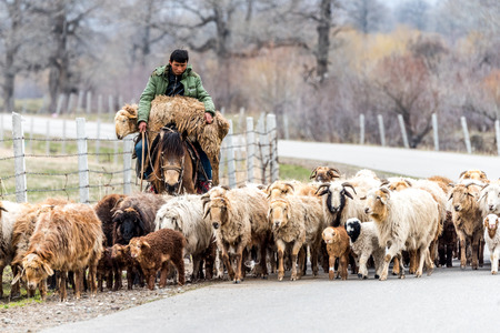 A Shepherd in the Narat Grassland Resort of Yili of Xinjiang, China.のeditorial素材