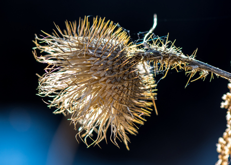the dried great burdock achene in the wild juglans regia valley of Gongliu county, Xinjiang of China.の写真素材