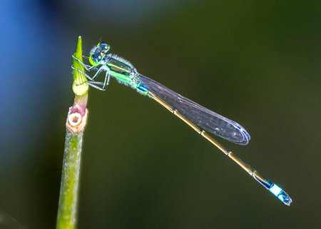 A damselfly standing on the lotus in Taipa Houses-Museum of Macau.