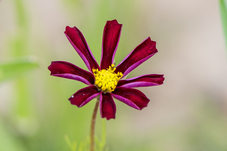 cosmos flowerの写真素材
