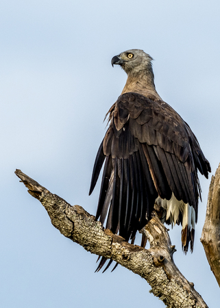 The Lesser Fish Eagle in Bundala National Park of Sri Lanka.