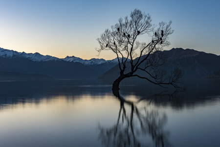 The Wanaka Tree in Autumn, Roys Bay, south island of New Zealand.の写真素材