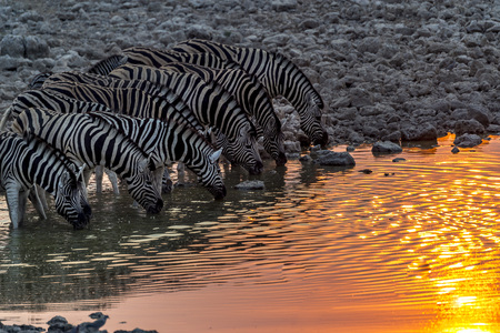 The zebras drinking under sunset in Etosha National Park of Namibia.の写真素材