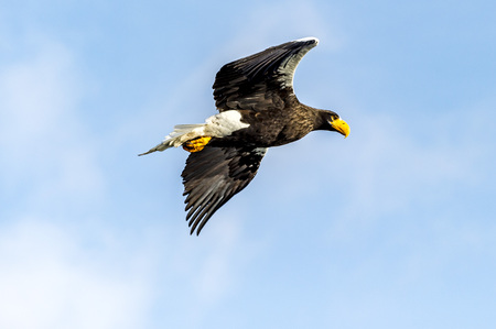 The Flying Predatory Steller's sea eagle near Rausu in Shiretoko, Hokkaido of Japan.